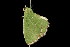  (Nemoria saturiba - 05-TN-00070)  @14 [ ] CreativeCommons - Attribution (2010) Unspecified Centre for Biodiversity Genomics