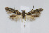  ( - CNCLEP00005958)  @13 [ ] CreativeCommons - Attribution Non-Commercial Share-Alike (2007) Unspecified Canadian National Collection