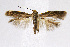  ( - CNCLEP00009460)  @11 [ ] CreativeCommons - Attribution Non-Commercial Share-Alike (2007) Unspecified Canadian National Collection