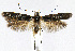  (Scythris galnsp1 - CNCLEP00014085)  @15 [ ] CreativeCommons - Attribution Non-Commercial Share-Alike (2007) Unspecified Canadian National Collection