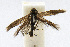  (Scythris interrupta - CNCLEP00060343)  @13 [ ] CreativeCommons - Attribution Non-Commercial Share-Alike (2007) Unspecified Canadian National Collection