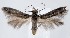  ( - jflandry1335)  @14 [ ] Copyright (2007) Unspecified Canadian National Collection