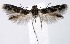  (Scythris galnsp8 - jflandry1390)  @13 [ ] Copyright (2007) Unspecified Canadian National Collection