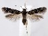  (Scythris galnsp7 - jflandry1391)  @14 [ ] Copyright (2007) Unspecified Canadian National Collection