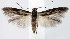  (Scythris galnsp5 - jflandry1398)  @15 [ ] Copyright (2007) Unspecified Canadian National Collection