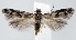  (Scythris galnsp2 - jflandry1402)  @14 [ ] Copyright (2007) Unspecified Canadian National Collection