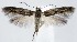  (Scythris galnsp3 - jflandry1417)  @14 [ ] Copyright (2007) Unspecified Canadian National Collection