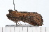  ( - 08-TASE-0222)  @12 [ ] CreativeCommons - Attribution (2009) Unspecified Centre for Biodiversity Genomics