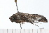  ( - 08-TASE-0236)  @11 [ ] CreativeCommons - Attribution (2009) Unspecified Centre for Biodiversity Genomics