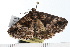  ( - 08-TASE-0243)  @13 [ ] CreativeCommons - Attribution (2009) Unspecified Centre for Biodiversity Genomics