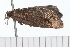  ( - 08-TASE-0557)  @12 [ ] CreativeCommons - Attribution (2009) Unspecified Centre for Biodiversity Genomics