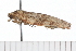  ( - 08-TASE-0813)  @12 [ ] CreativeCommons - Attribution (2009) Unspecified Centre for Biodiversity Genomics