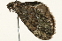  ( - 09TASF-0118)  @12 [ ] CreativeCommons - Attribution (2010) Unspecified Centre for Biodiversity Genomics