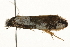  (Monopis icterogastra PS1 - 09TASF-0026)  @13 [ ] CreativeCommons - Attribution (2010) Unspecified Centre for Biodiversity Genomics
