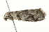  ( - 09TASF-0034)  @13 [ ] CreativeCommons - Attribution (2010) Unspecified Centre for Biodiversity Genomics