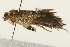  ( - 09TASF-0055)  @12 [ ] CreativeCommons - Attribution (2010) Unspecified Centre for Biodiversity Genomics