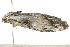  ( - 09TASF-0293)  @13 [ ] CreativeCommons - Attribution (2010) Unspecified Centre for Biodiversity Genomics
