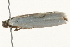  (Scieropepla sp. ANICA136 - 09TASF-0369)  @12 [ ] CreativeCommons - Attribution (2010) Unspecified Centre for Biodiversity Genomics