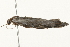  (Nola biguttalis PS1 - 09TASF-0371)  @13 [ ] CreativeCommons - Attribution (2010) Unspecified Centre for Biodiversity Genomics