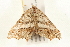 ( - 09TASF-0409)  @11 [ ] CreativeCommons - Attribution (2010) Unspecified Centre for Biodiversity Genomics