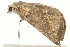  ( - 09TASF-0493)  @13 [ ] CreativeCommons - Attribution (2010) Unspecified Centre for Biodiversity Genomics