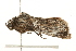  ( - 09TASF-0547)  @12 [ ] CreativeCommons - Attribution (2010) Unspecified Centre for Biodiversity Genomics