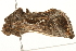  ( - 09TASF-0561)  @12 [ ] CreativeCommons - Attribution (2010) Unspecified Centre for Biodiversity Genomics