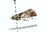  ( - 10-BWLOT-0033)  @12 [ ] CreativeCommons - Attribution (2010) CBG Photography Group Centre for Biodiversity Genomics
