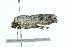  ( - 10-BWLOT-0060)  @12 [ ] CreativeCommons - Attribution (2010) CBG Photography Group Centre for Biodiversity Genomics
