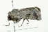  ( - 10-BWLOT-0087)  @12 [ ] CreativeCommons - Attribution (2010) CBG Photography Group Centre for Biodiversity Genomics