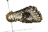  ( - 10-BWLOT-0094)  @12 [ ] CreativeCommons - Attribution (2010) CBG Photography Group Centre for Biodiversity Genomics