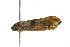  ( - 10-BWLOT-0110)  @13 [ ] CreativeCommons - Attribution (2010) CBG Photography Group Centre for Biodiversity Genomics