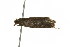  ( - 10-BWLOT-0132)  @12 [ ] CreativeCommons - Attribution (2010) CBG Photography Group Centre for Biodiversity Genomics