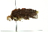  ( - 10-BWLOT-0185)  @13 [ ] CreativeCommons - Attribution (2010) CBG Photography Group Centre for Biodiversity Genomics