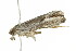  ( - 10-BWLOT-0199)  @12 [ ] CreativeCommons - Attribution (2010) CBG Photography Group Centre for Biodiversity Genomics