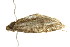  ( - 10-BWLOT-0228)  @12 [ ] CreativeCommons - Attribution (2010) CBG Photography Group Centre for Biodiversity Genomics