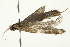  ( - 10-BWLOT-0289)  @12 [ ] CreativeCommons - Attribution (2010) CBG Photography Group Centre for Biodiversity Genomics