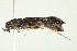  ( - 10-BWLOT-0316)  @13 [ ] CreativeCommons - Attribution (2010) CBG Photography Group Centre for Biodiversity Genomics