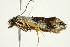  ( - 10-BWLOT-0372)  @13 [ ] CreativeCommons - Attribution (2010) CBG Photography Group Centre for Biodiversity Genomics