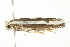  ( - 10-BWLOT-0399)  @13 [ ] CreativeCommons - Attribution (2010) CBG Photography Group Centre for Biodiversity Genomics