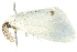  ( - 10-BWLOT-0406)  @12 [ ] CreativeCommons - Attribution (2010) CBG Photography Group Centre for Biodiversity Genomics