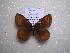 (Erebia jeniseiensis - 2005-LOWA-837)  @14 [ ] CreativeCommons - Attribution (2010) Unspecified Centre for Biodiversity Genomics