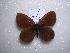  (Erebia meta - 2005-LOWA-462)  @13 [ ] CreativeCommons - Attribution (2010) Unspecified Centre for Biodiversity Genomics