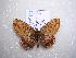  (Boloria angarensis - 2005-LOWA-122)  @14 [ ] CreativeCommons - Attribution (2010) Unspecified Centre for Biodiversity Genomics