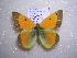  (Colias chrysotheme - 2005-LOWA-71)  @13 [ ] CreativeCommons - Attribution (2010) Unspecified Centre for Biodiversity Genomics