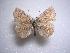  ( - LOWA-AR-128)  @13 [ ] Unspecified (default): All Rights Reserved  Unspecified Unspecified