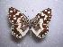 ( - LOWA-AR-36)  @15 [ ] Unspecified (default): All Rights Reserved  Unspecified Unspecified