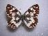  ( - LOWA-AR-37)  @15 [ ] Unspecified (default): All Rights Reserved  Unspecified Unspecified