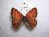  ( - LOWA-NL-29)  @13 [ ] Unspecified (default): All Rights Reserved  Unspecified Unspecified