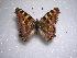  ( - LOWA-NL-3)  @14 [ ] Unspecified (default): All Rights Reserved  Unspecified Unspecified